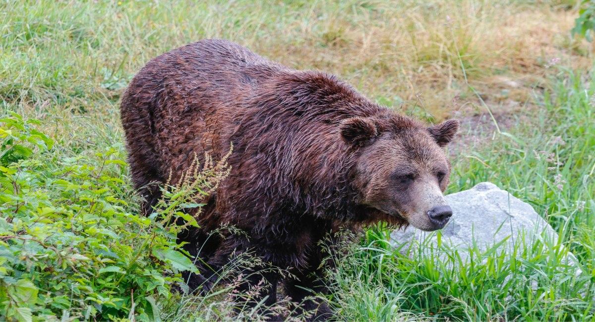 Bear